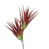 1P177 Umelá kvetina Wild aloe, marsala, H100cm