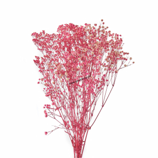 1P192 Sušená kvetina Gypsophila, Fuchsia, H75cm